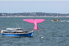 Arcachon - pinasse devant sculpture baleine rose