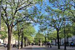 Promenade sous les tilleuls des Allées de Tourny | Photo 33-bordeaux.com