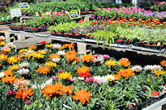 Fleurs printannières à la Foire horticole place des Quinconces Bordeaux | photo 33-bordeaux.com