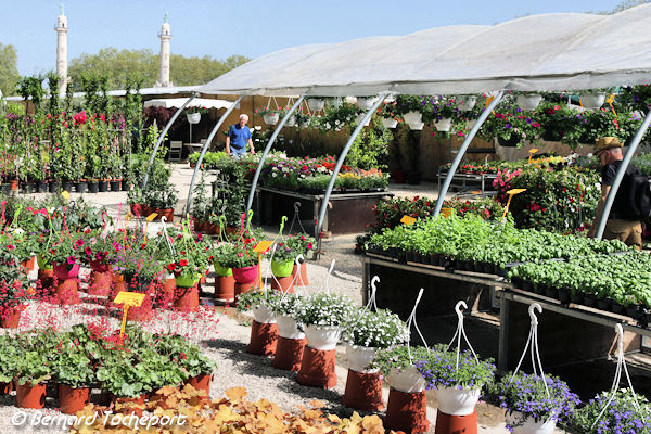 Fleurs, plantes et arbustes foire horticole de Bordeaux Quinconces | photo 33-bordeaux.com