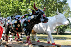 Cow Parade de Bordeaux la marche des vaches