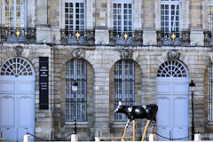 Cow Parade de Bordeaux : La vache Landaise, place de la Bourse