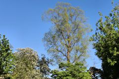 Le PACANIER, l'arbre le plus haut du jardin public |  photo 33-bordeaux.com