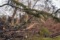 Jardin public après la tempête 1999 |  photo 33-bordeaux.com