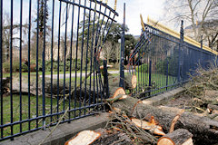 Arbre tronçonné après tempête 2009 |  photo 33-bordeaux.com