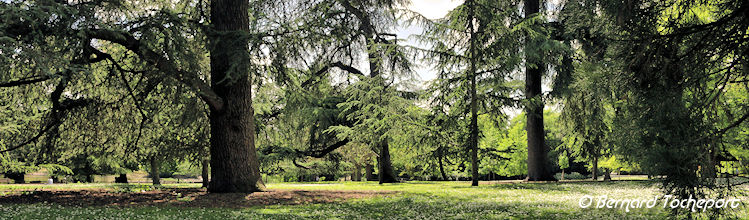 Arbres conifères du Parc Bordelais | Photo Bernard Tocheport