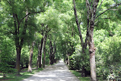 Allée bordée d'arbres au Parc Bordelais | Photo Bernard Tocheport