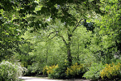 Feuillages de printemps pour les arbres du Parc Bordelais | Photo Bernard Tocheport