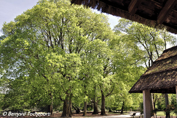 Abris et arbres du Parc Bordelais | Photo Bernard Tocheport