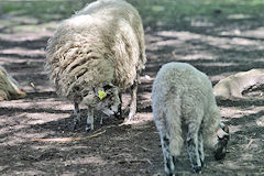 Moutons de la ferme du parc Bordelais | Photo Bernard Tocheport