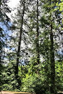 Arbres de grande hauteur au parc Bordelais | Photo Bernard Tocheport