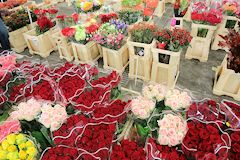 Producteur roses au marché aux fleurs de Brienne |  photo 33-bordeaux.com