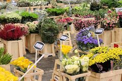 Marché de gros : bâtiment des fleurs à Brienne |  photo 33-bordeaux.com