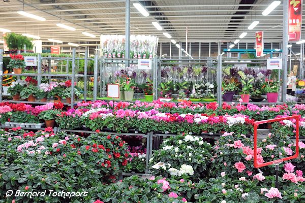 Grossiste fleurs au marché de Brienne à Bordeaux  | 33-bordeaux.com