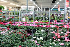 Grossiste fleurs au marché de Brienne à Bordeaux  |  photo 33-bordeaux.com