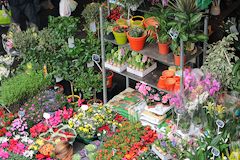 Fleurs coupées ou en pot au marché des Capucins à Bordeaux -  photo 33-bordeaux.com