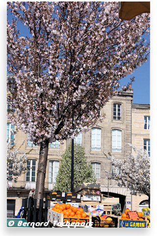 Fruits au marché des Chartrons à Bordeaux  | 33-bordeaux.com