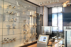 Oiseaux et multimédia au Muséum de Bordeaux | Photo Bernard Tocheport
