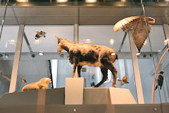 Décor aérien au Muséum de Bordeaux | Photo Bernard Tocheport