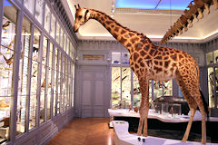 Kailou girafe emblématique du Muséum de Bordeaux | Photo Bernard Tocheport