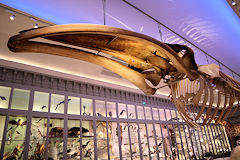 Squelette de baleine long de 22 mètres au  Muséum de Bordeaux | Photo Bernard Tocheport