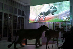 Projection sur écran au Muséum de Bordeaux | Photo Bernard Tocheport
