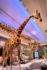 Girafe Kailou au Muséum de Bordeaux | Photo Bernard Tocheport