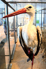 Cigogne en vitrine au Muséum de Bordeaux | Photo Bernard Tocheport