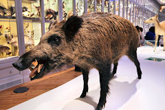 Sanglier au Muséum de Bordeaux | Photo Bernard Tocheport