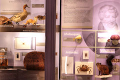 Vitrine documentée au Muséum de Bordeaux | Photo Bernard Tocheport