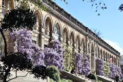 Glycine pavillon administratif du Muséum de Bordeaux | Photo Bernard Tocheport