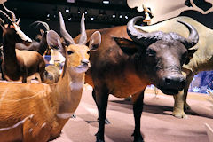 Muséum de Bordeaux exposition Naturalia Africa | Photo Bernard Tocheport