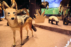 Muséum de Bordeaux exposition Naturalia Africa | Photo Bernard Tocheport