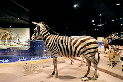 Muséum de Bordeaux exposition Naturalia Africa | Photo Bernard Tocheport