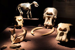 Cimetière des éléphants : exposition Naturalia Africa Museum de Bordeaux | Photo Bernard Tocheport