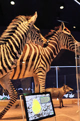 Muséum de Bordeaux exposition Naturalia Africa | Photo Bernard Tocheport