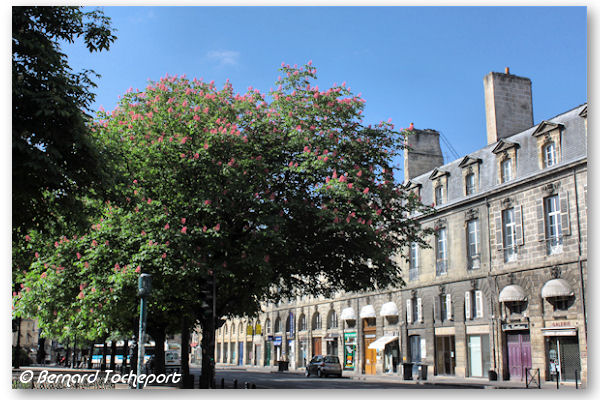 Bordeaux arbres fleuris et façades de la place Gambetta | Photo Bernard Tocheport