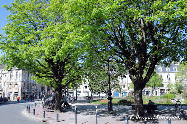 Bordeaux feuillage printannier de la place Gambetta | Photo Bernard Tocheport