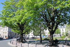 Bordeaux feuillage printannier de la place Gambetta | Photo Bernard Tocheport