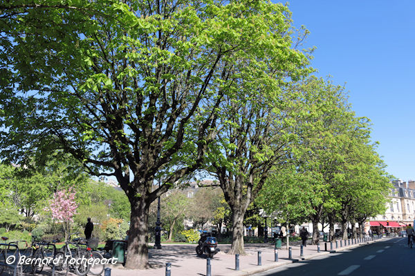 Bordure d'arbres place Gambetta Bordeaux | Photo 33-bordeaux.com