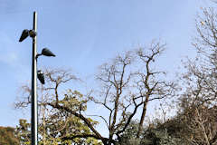 Bordeaux lampadaires au jardin de la place Gambetta | Photo Bernard Tocheport