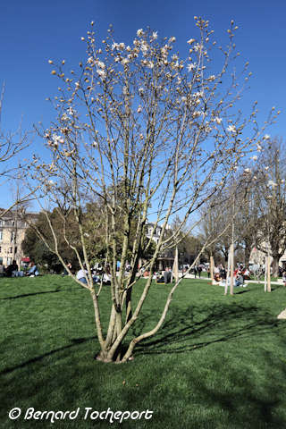 Bordeaux jardin Gambetta arbre fleuri en février | Photo Bernard Tocheport
