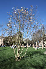 Bordeaux jardin Gambetta arbre fleuri en février | Photo Bernard Tocheport