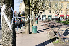 Bordeaux place Gambetta marquage des marronniers de la discorde | Photo Bernard Tocheport