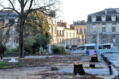 Bordeaux place Gambetta souche des marronniers coupés | Photo Bernard Tocheport