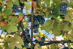 Bordeaux la vigne et les raisins murs de la place de la Victoire | Photo Bernard Tocheport