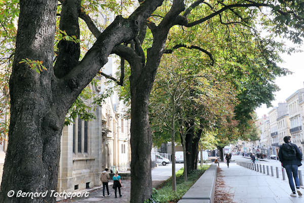 Bordeaux arbres et cathédrale place Pey Berland | Photo Bernard Tocheport 