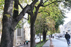 Bordeaux arbres et cathédrale place Pey Berland | Photo Bernard Tocheport 