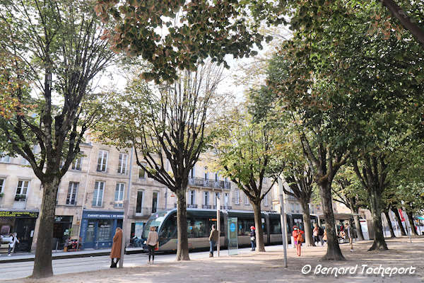 Bordeaux alignement d'arbres place Pey Berland | Photo Bernard Tocheport 