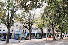 Bordeaux alignement d'arbres place Pey Berland | Photo Bernard Tocheport 